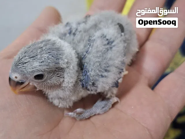 فــــــراخ روز للـــزق اليــــدوي عمـــر ثـــــلاث اســـــــابيع تقريبــــــــــا