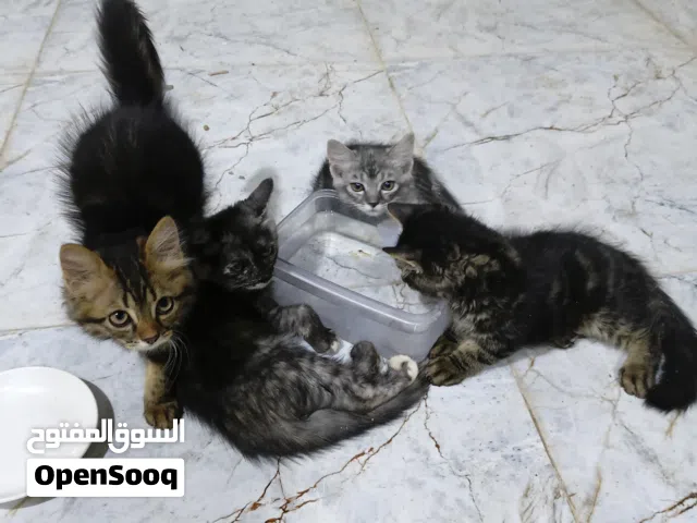 قطط للبيع بسعر رخيص