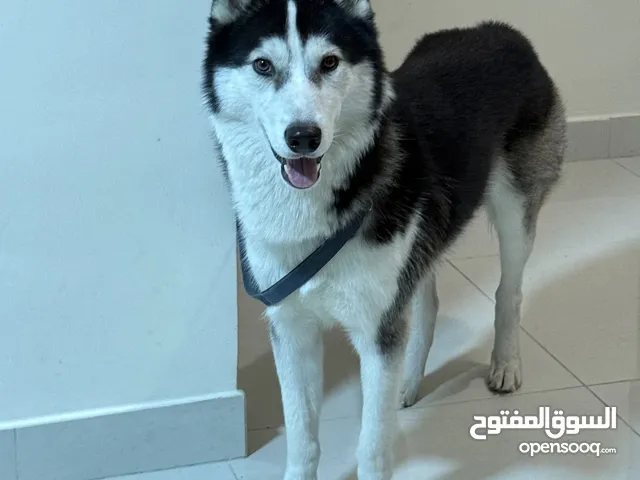 Free Siberian Husky 1.8 years old fully trained and friendly