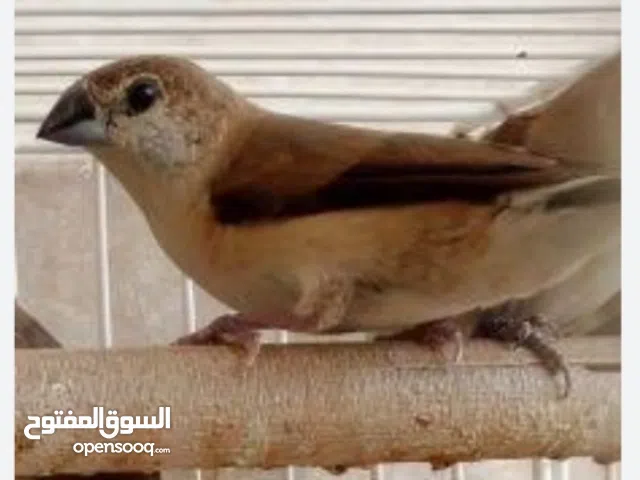 للبع طيور المونيا الجميله