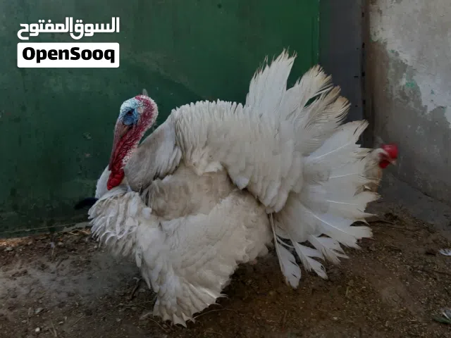 جوز حبش شغال مية بالمية
