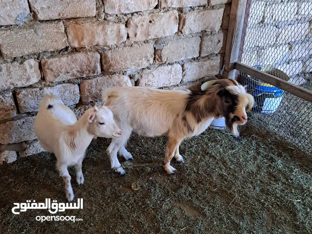 جدي وعناق كردي سلاله كويسه