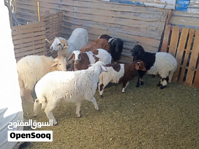 اغلام تبارك الله علاجهن في وقته يعلفن مشاء الله العدد 25 الفاضي يدكر الله