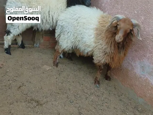 خروفين برقي 85 كيلو
