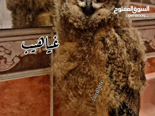 بوم فراخ  عقابي اوراسي اليف  بوم مقزم اليف سعره 40  وخدمة توصيل