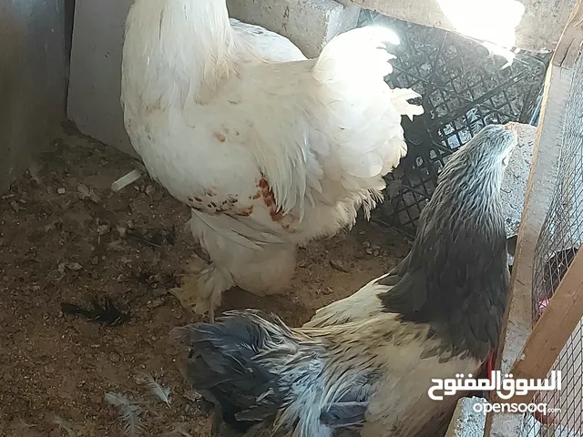 بسم الله وعلى بركة الله جاج للبيع