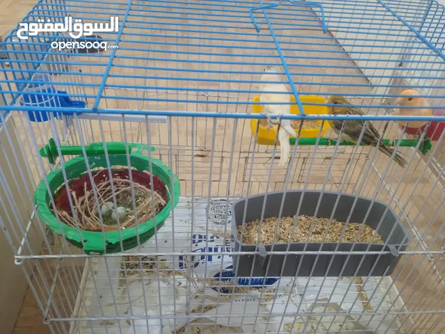 فحلين وطيره مع قفص