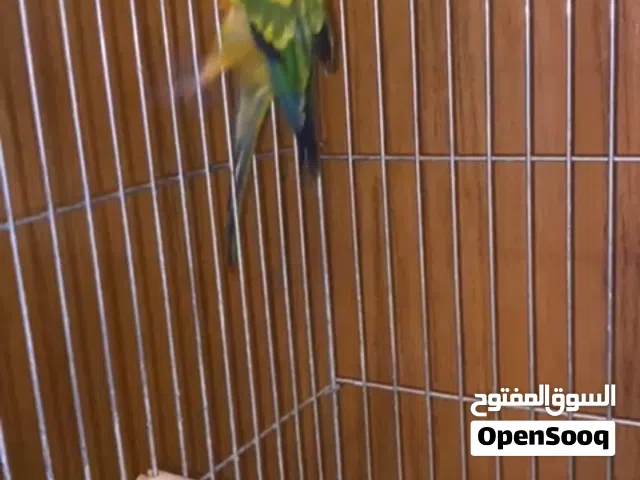 وحشي ولا ربوه