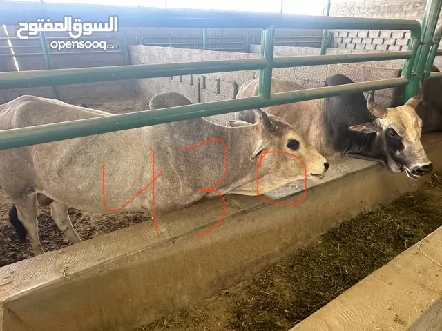 اضاحي العيد ابقار اثيوبية وصومالية مطعومه اكثر من 5 اشهر