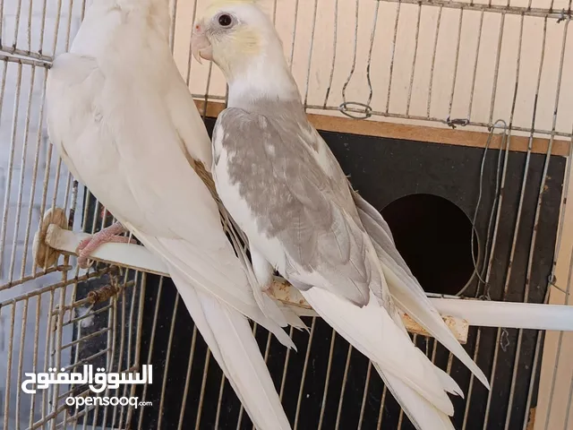 جوز كوكتيل الفحل كريمي فيس سبلت البينو وطيره البينو عين حمره جوز شغلات ومنتجات ومجربات وبجهزو لبطن
