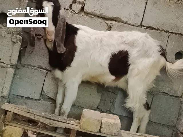 صخله اضروبه افقاني خشنه كلش سعرها 200 وبيه مجال