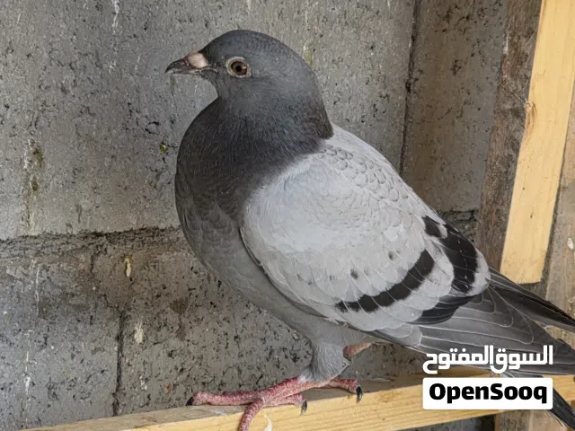 متاح حمام زوج لوت وزوج عرايس وزوج زواجل