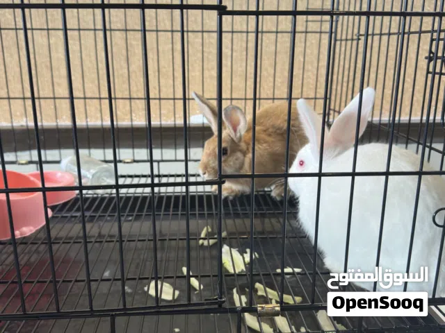 Rabbits For Sale With Cage