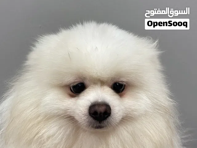 متوفر للتلقيح - Available for vaccination