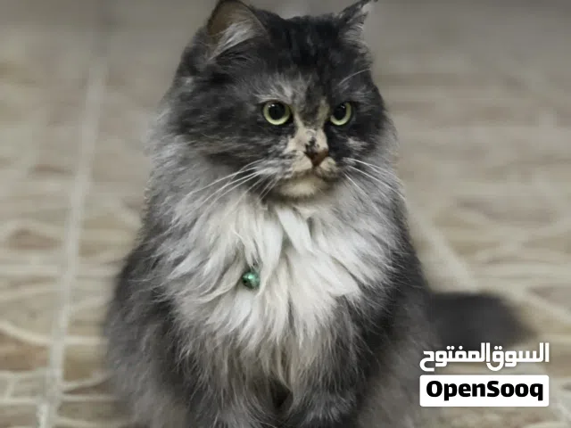 Lovely Persian Trained Companion Cat