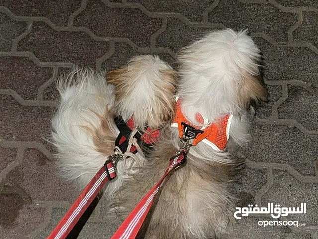 للبيع كلاب شيتزو بيور ب الجمله