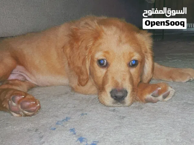 جولدن رتريفر ذكر العمر شعرين