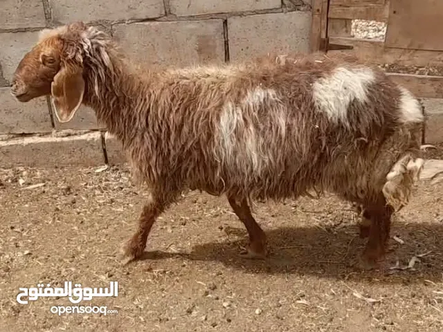 عقائق ذبائح نذر اضاحي بلدي للبيع