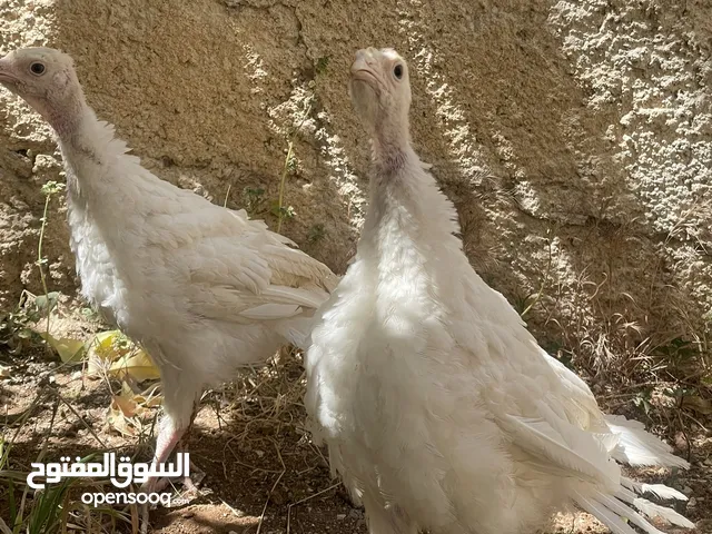 حبشات 2 للبيع بسعر حرق