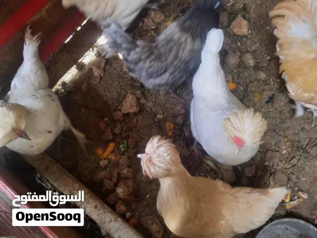 صوص فرح ذيبا بالصلاه على النبي حبات صحه ونظافه ويوجد براهمي