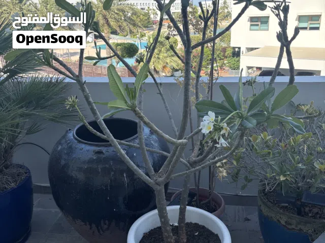 Frangipani