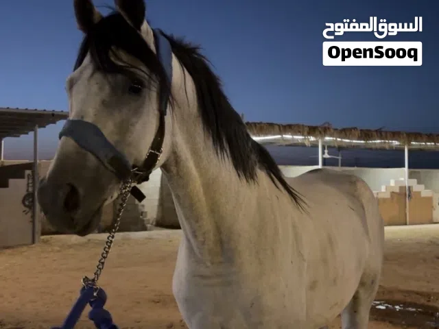 حصان شعبي ااااا