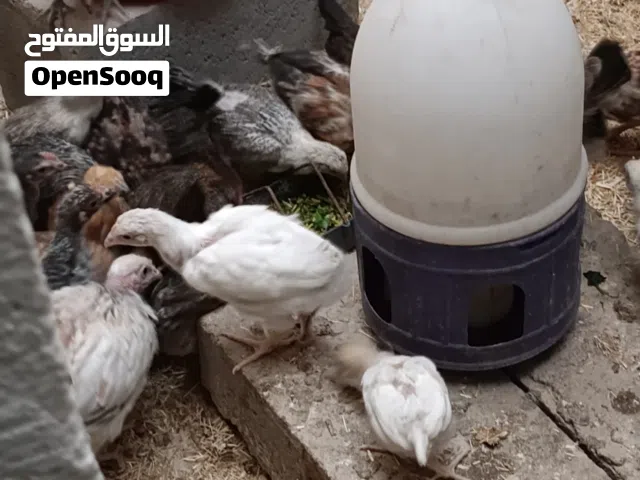 فروجات دجاج  عرب خط اول عمر شهرين ونص واكو عمر شهر باسعار مناسبة جداً