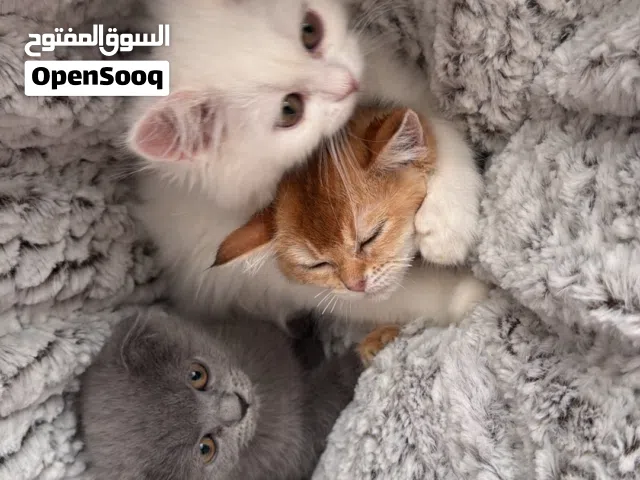 Cats for sale