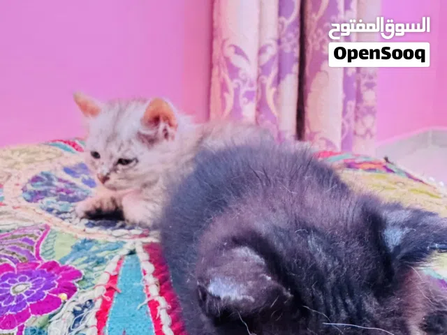 حيوانات الليفة (قطط)