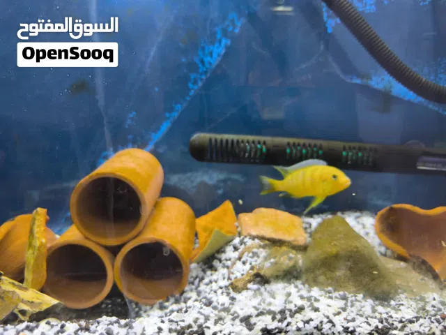 حوض سمك بحاله ممتازه