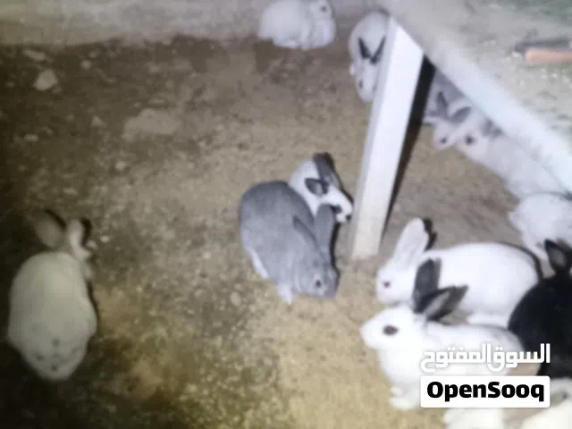 ارانب للبيع