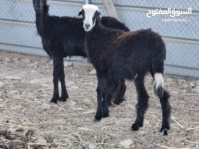 حملات تهجين ماشاءالله طيبات