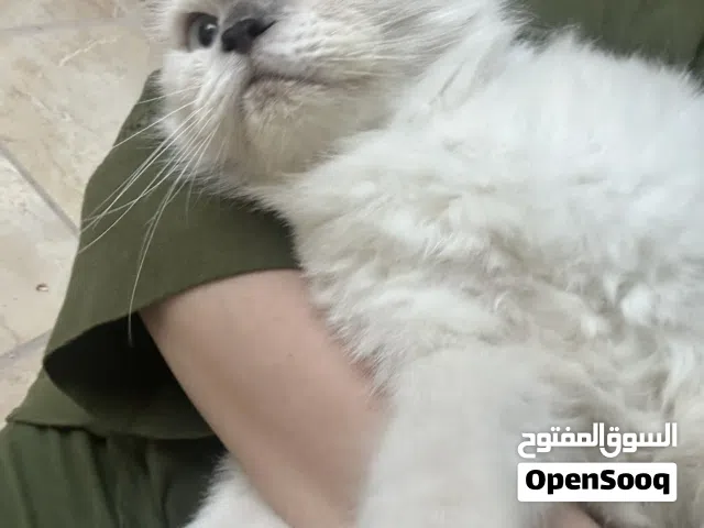 للتبني for adoption