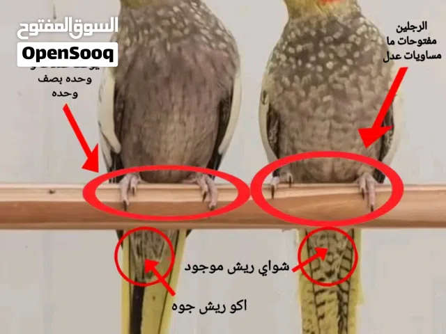 مطلوب كركوك الحويجه