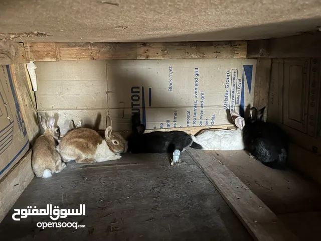 تشكيلة ارانب نضيفه بسعر معقول ومغري .