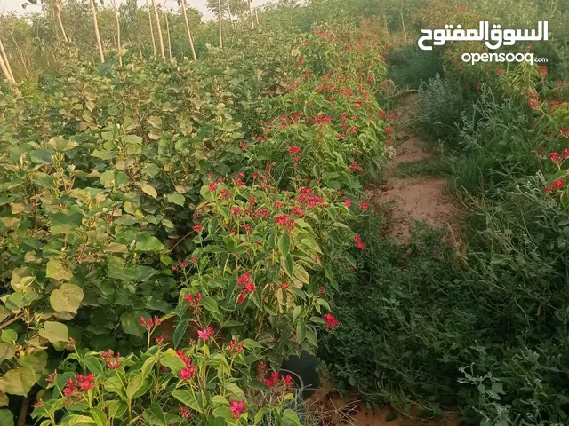 أشجار وشجيرات ونجيل للحدائق والفلل ويوجد توريد وزراعة وصيانة وعمل شبكات ري