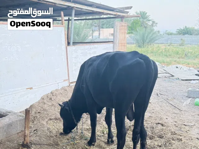 بقر للبيع بسعر حلو