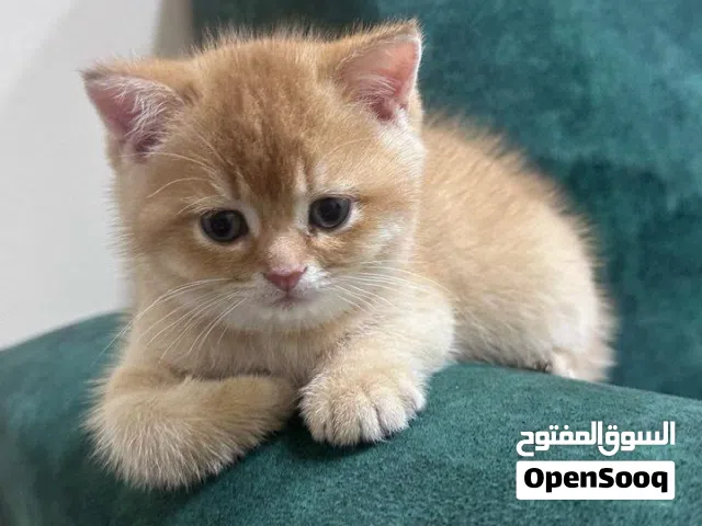 قطط شانشيلا ذكور العمر 50 يوم ny11 ny12 ns1133 بيور من اب وأم متعودين على اللتر بوكس والدراي فود