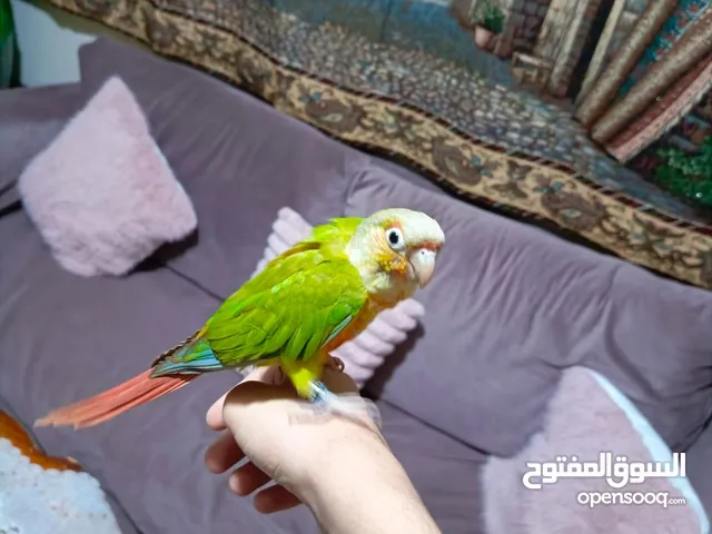 طير كنيور رد فكتور