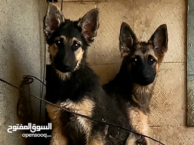 جروين جرمن حجم كبير عظم عريض (سلاله واصل)