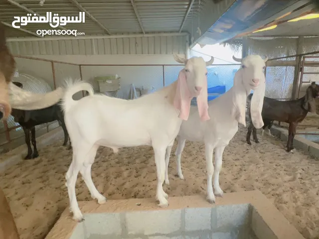ماعز بنجابي بيور pure Punjabi goat