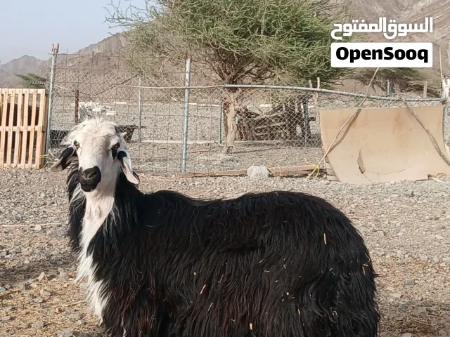 كبش عماني أموره طيبه