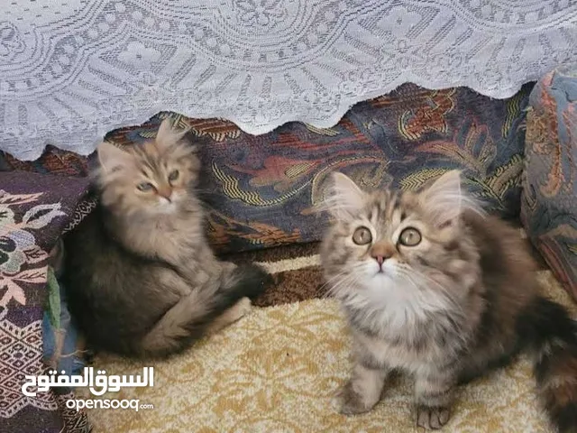انثى تايقر العمر 4 اشهر اليفة ونظيفة دبدوبة وصحتها ممتازه