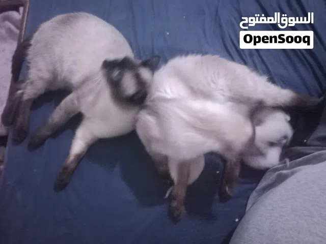 عائله للبيع درجه اولى