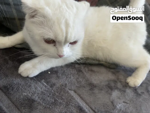 قط جميل هادي اليف ام وابنها