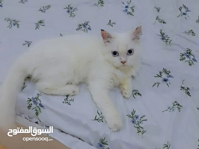 Persian kitten 5 months old