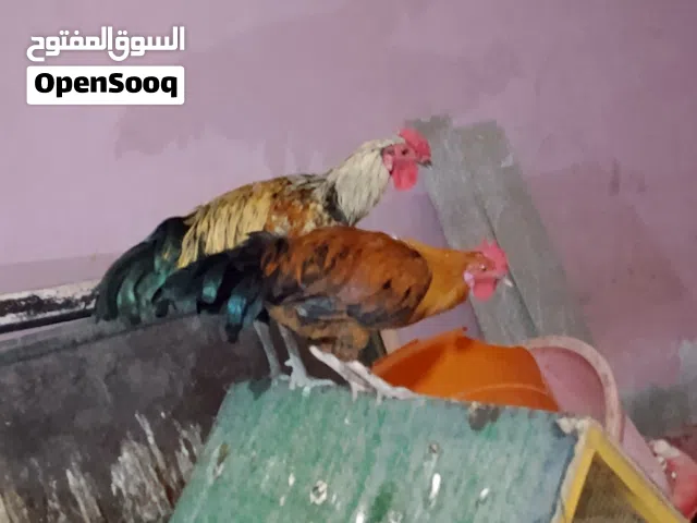 دائكه تهجين فرنسي