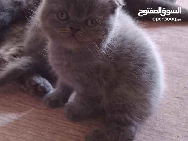 كيتن سكوتش فولد وستريت
