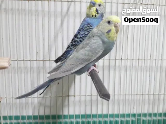 كوبية ماشاء الله تحتها ( 6 ) فروخ