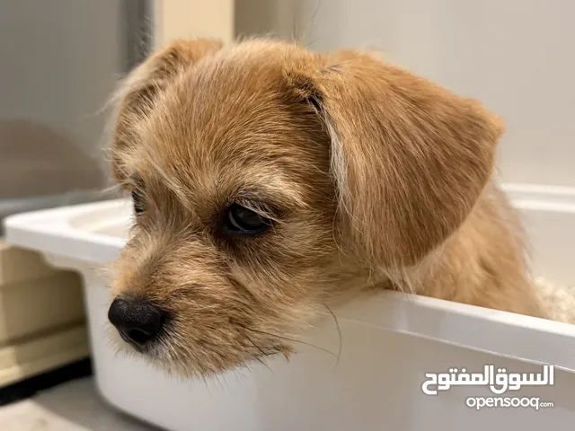 كلب امريكي تيرير 3 شهور